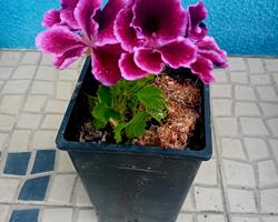 Sardinheira / Geranio