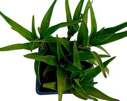 Aloe aloiampelos Ciliaris