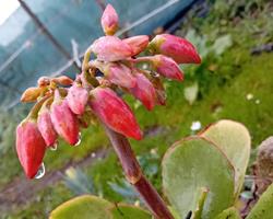 Kalanchoe Thyrsiflora suculenta em vaso