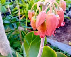 Kalanchoe Thyrsiflora suculenta em vaso