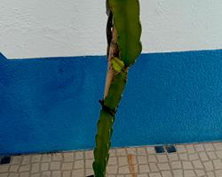 Pitaya Fruta Dragao vermelha