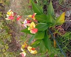 lote de 150 Canna Indica 3 variedades