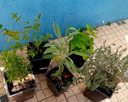 Mix de 5 ervas aromaticas perenes