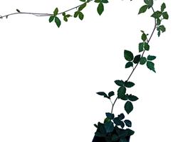 Amoreira Rubus fruticosus 