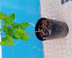 Arvore amoreira negra Morus Nigra