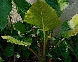 Alocasia Macrorrhiza Orelha de elefante sem vaso