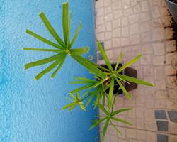 Papiro anao / Sombrinha Chinesa