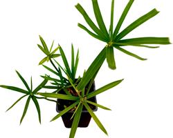 Papiro anao / Sombrinha Chinesa