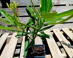 Loendro nerium oleander