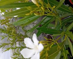 Loendro nerium oleander