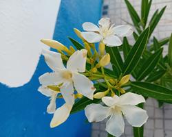 Loendro nerium oleander