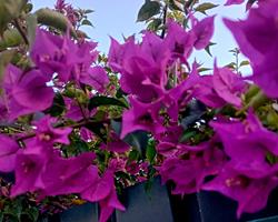 Buganvilia cor de rosa claro ou escuro