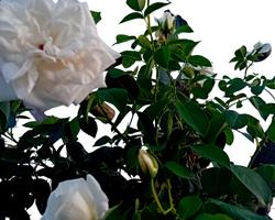 Trepadeira roseira branca