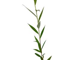 Arvore Salgueiro Chorao