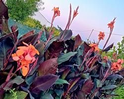 Canna Indica / Lirio Canna da India 5 variedades