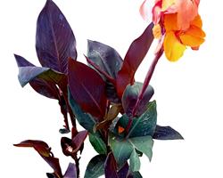 Canna Indica / Lirio Canna da India 6 variedades