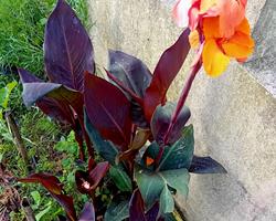 Canna Indica / Lirio Canna da India 3 variedades
