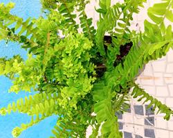 Feto nephrolepsis cordifolia