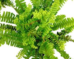 Feto nephrolepsis cordifolia