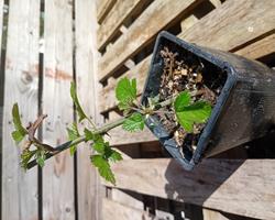 Amoreira Rubus Fruticosus Black Satin sem espinhos