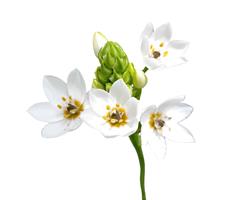 Beijinhos de mae Ornithogallum