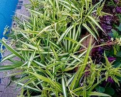 Planta aranha Chlorophytum comosum