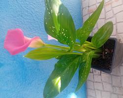 Lirio Calla / Jarro / Zantedeshia