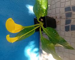 Lirio Calla / Jarro / Zantedeshia
