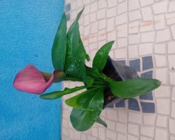 Lirio Calla / Jarro / Zantedeshia