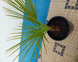 Palmeira Moinho de Vento Trachycarpus fortunei