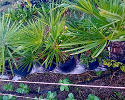 Palmeira Moinho de Vento Trachycarpus fortunei