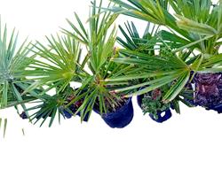 Palmeira Moinho de Vento Trachycarpus fortunei