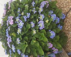 Hortensia Macrophylla Teller Blue