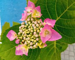 Hortensia Macrophylla Teller Blue