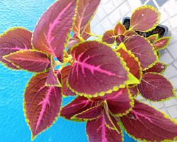 Coleus