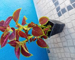 Coleus