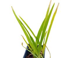 Crocosmia / Montbretia flor cor de laranja