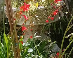 Crocosmia / Montbretia flor cor de laranja