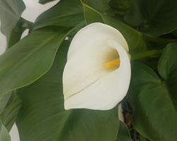 Jarro branco / Copo de Leite / Lirio Calla
