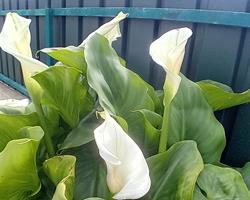 Jarro branco / Copo de Leite / Lirio Calla