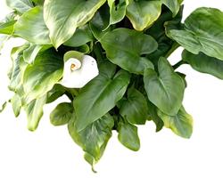 Jarro branco / Copo de Leite / Lirio Calla