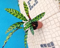 Calathea lancifolia Insigne (Maranta Cascave
