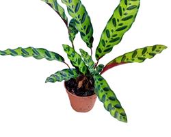 Calathea lancifolia Insigne (Maranta Cascave
