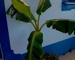 Bananeira em vaso de barro