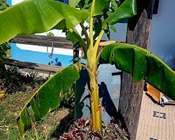 Bananeira em vaso de barro