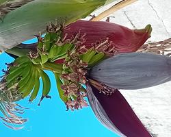 Bananeira em vaso de barro