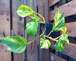 Pothos Epiprenmum  (planta jiboia) trepadeira