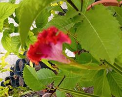 Celosia Crista de galo