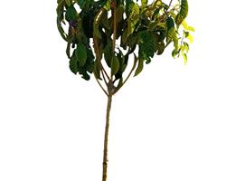 Nespereira com cerca de 1.70 / 1.80m