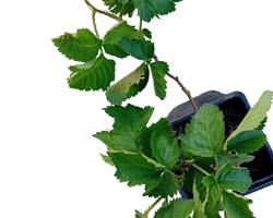 Framboesa preta planta